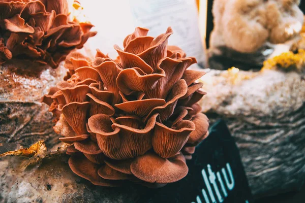 Mushrooms grown in medieval market of Vic, Catalonia, Spain