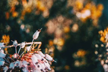 Bir gün güneş ışığı ile doğada erica multiflora soluk pembe çiçekler Close-Up