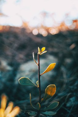 Güneş ışığı ile izole bitki sapı