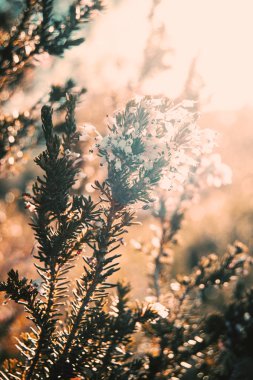 Bir gün güneş ışığı ile doğada erica multiflora soluk pembe çiçekler Close-Up