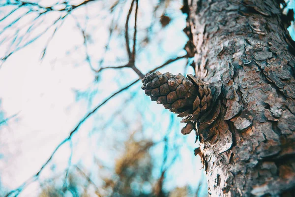 Pinus의 줄기의 껍질에 소나무 클로즈업 — 스톡 사진