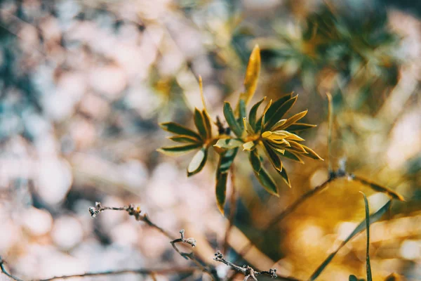 Daphne Gnidium Bladeren Natuur — Stockfoto