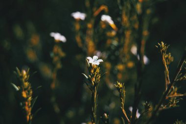 Coleonema pulchellum bir çayırda küçük beyaz çiçekler