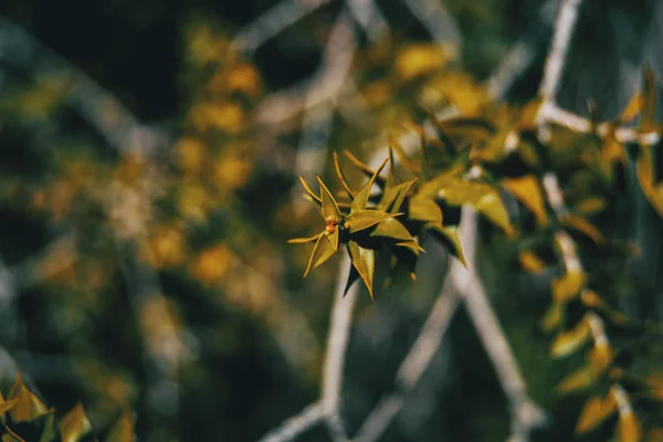 Una Rama Con Hojas Verdes Araucaria Bidwillii Naturaleza — Foto de Stock