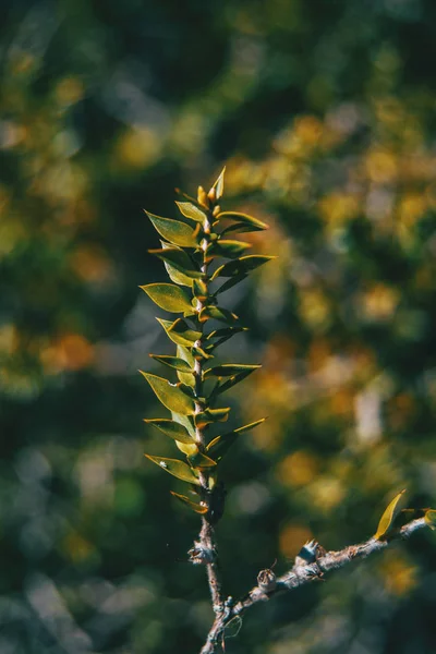 Een Tak Met Groene Bladeren Van Araucaria Bidwillii Natuur — Stockfoto