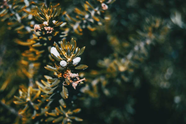 Witte Bloemen Van Westringia Fruticosa Natuur — Stockfoto