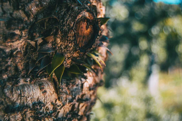 Tronco Araucaria Con Algunas Hojas Sueltas Naturaleza — Foto de Stock