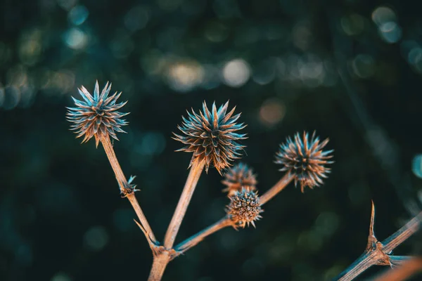 Ronde Droge Vruchten Van Eryngium Yuccifolium Natuur Met Daglicht — Stockfoto