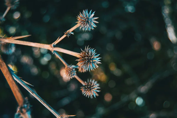 Ronde Droge Vruchten Van Eryngium Yuccifolium Natuur Met Daglicht — Stockfoto