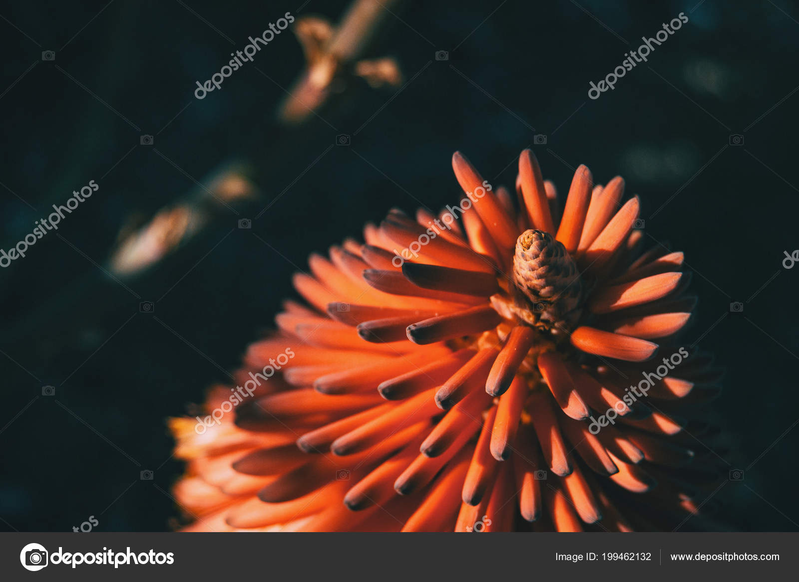 Fleur Rouge Intense Aloès Féroce Plein Soleil Dans Nature