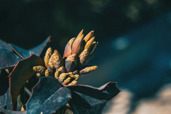 Bladeren Bloem Van Berberis Aquifolium Natuur — Stockfoto