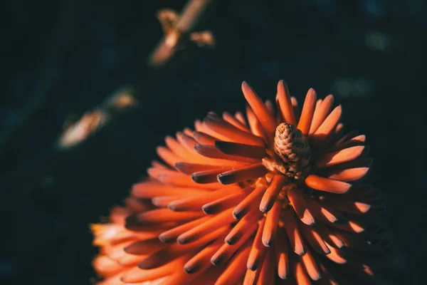Flor Roja Intensa Aloe Feroz Luz Del Sol Naturaleza —  Fotos de Stock