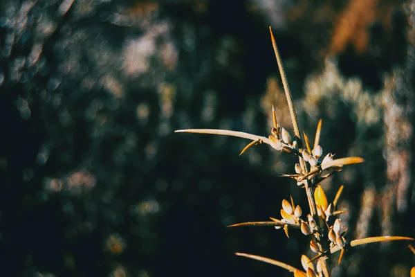 Tak Met Stekelige Bloemen Van Gaspeldoorn Natuur Met Zonlicht — Stockfoto