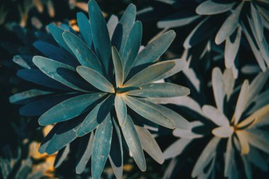 Atatürk balsamifera doğada yaprakları