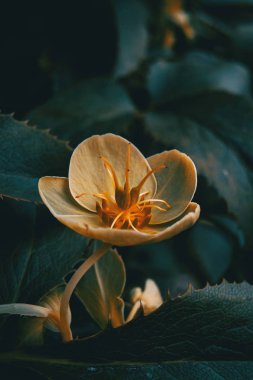 Turuncu ve sarı renkli helleborus viridis çiçekler güneş ışığı ile doğada