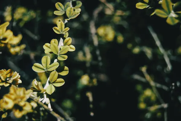 Tak Met Bladeren Van Teline Canariensis Natuur Met Zonlicht — Stockfoto