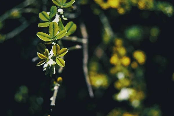 Teline 枣树叶的树枝与阳光 — 图库照片