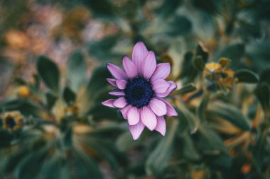 Arka plan ile doğada osteospermum ecklonis leylak çiçeği Close-up bırakır