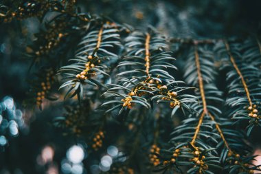 Close-up doğal açık renkli bir bokeh ve küçük meyve ile Baccata porsuk (bitki) şube