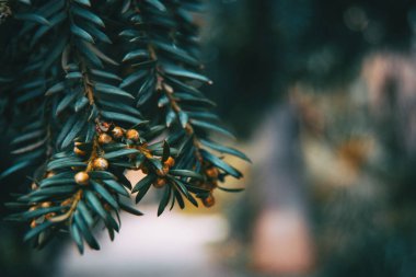 Close-up doğal açık renkli bir bokeh ve küçük meyve ile Baccata porsuk (bitki) şube