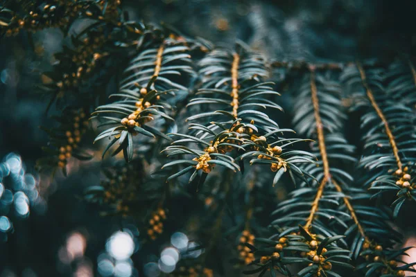 Close-up doğal açık renkli bir bokeh ve küçük meyve ile Baccata porsuk (bitki) şube