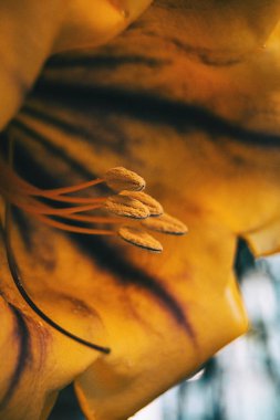 Macro of some pistils and stamen of a large yellow flower of solandra maxima clipart