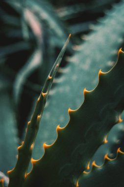 Yeşil dikenler doğada bir aloe vera ile yaprak