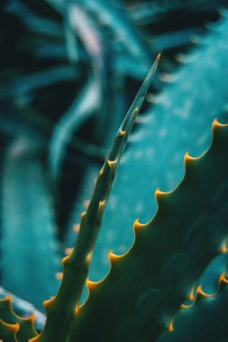 Yeşil dikenler doğada bir aloe vera ile yaprak