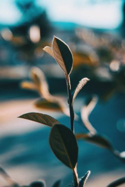 Güneş ışığı altında narin ve zarif yapraklarla şube