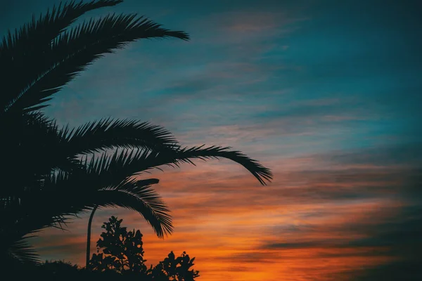 Colores Naranja Azul Una Puesta Sol Con Silueta Hojas Árboles — Foto de Stock