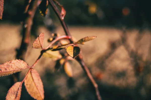 레드와 오렌지 나뭇잎 Rubiginosa의 자연에서가을 — 스톡 사진