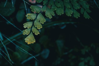 Adiantum cuneatum Close-Up yaprakları ile koyu arka plan
