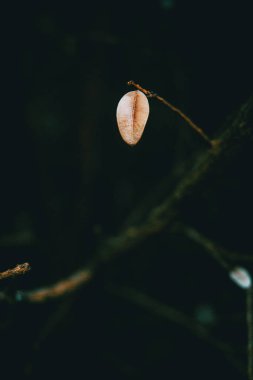 Şimşir yaprak vahşi bir küçük, Kuru ve izole yaprak Close-Up