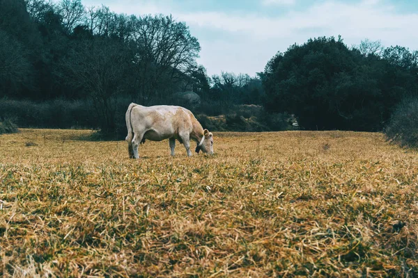 Landschaft Eines Feldes Mit Einer Kuh Die Einem Bewölkten Tag — Stockfoto
