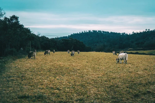 Landschaft Eines Feldes Einem Bewölkten Tag Mit Vielen Kühen Auf — Stockfoto