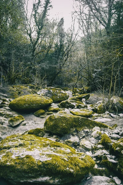 Large Stone Path Green Moss Middle Forest Nature — Stock Photo, Image