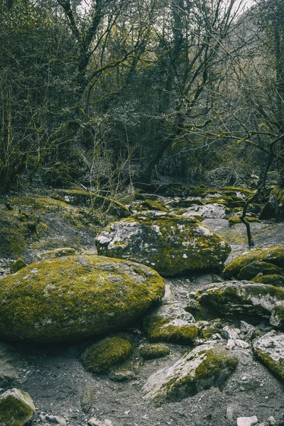 Gran Camino Piedra Con Musgo Verde Medio Del Bosque Naturaleza —  Fotos de Stock