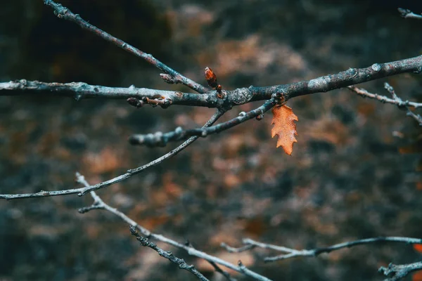 Hoja Pequeña Anaranjada Aislada Quercus Pubescens Una Rama Invierno — Foto de Stock