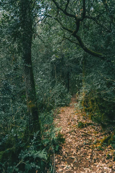 土および葉の山の中に非常に狭い道 — ストック写真