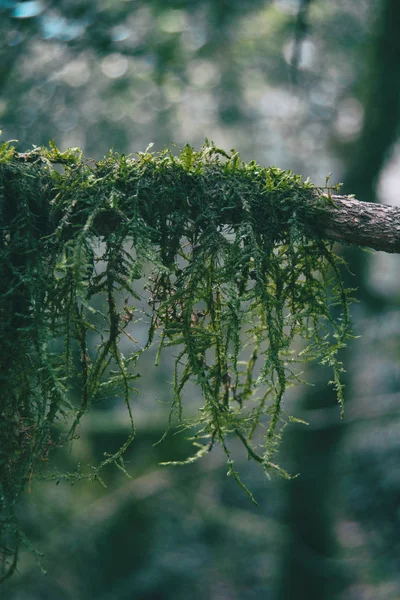 Doğa Bir Dalda Asılı Moss Close — Stok fotoğraf