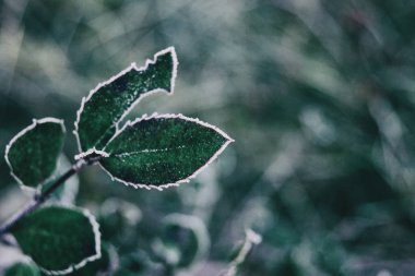 Donmuş yaprak ve cistus salviifolius kar Close-up