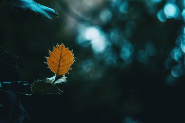 Closeup quercus çobanpüskülü bokeh ile karanlık bir arka plan ile izole portakal yaprağı