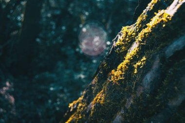 Bir ray güneş ışığı yaktı moss tarafından kapsanan bir ağaç gövdesi Close-up