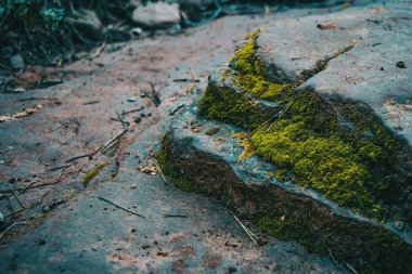 Taşlar ve dağ yosun toprak yakın çekim