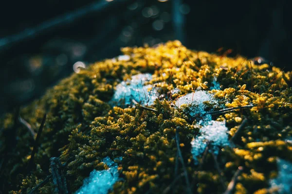 Primer Plano Musgo Con Nieve Invierno Montaña — Foto de Stock