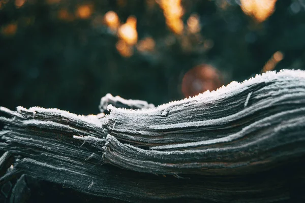 Pedaços Casca Madeira Árvore Cobertos Por Uma Fina Camada Neve — Fotografia de Stock