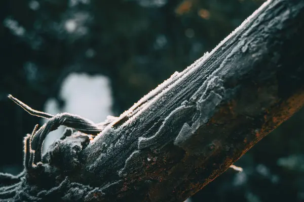 Trozos Corteza Madera Árbol Cubiertos Por Una Fina Capa Nieve — Foto de Stock