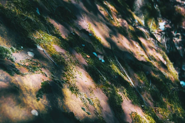 Mos Bedekt Door Sommige Stukken Van Sneeuw Natuur — Stockfoto