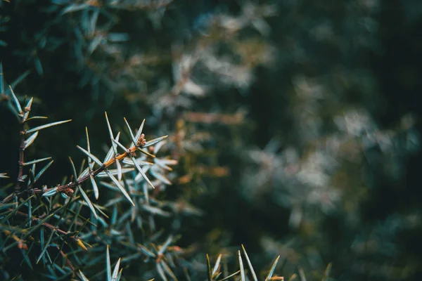 Primer Plano Las Hojas Enebro Oxicedro Montaña — Foto de Stock