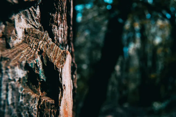 소나무 껍질에 자연의 클로즈업 — 스톡 사진